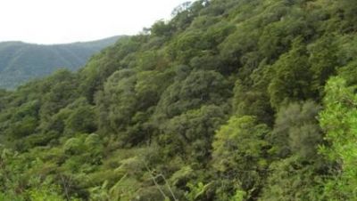 Modifican el mapa territorial de bosques nativos de la provincia