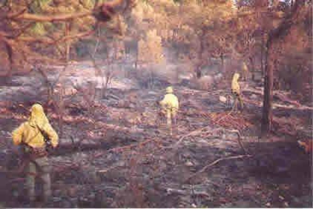 Presentan una estrategia nacional para evitar emisiones de la deforestaci�n 