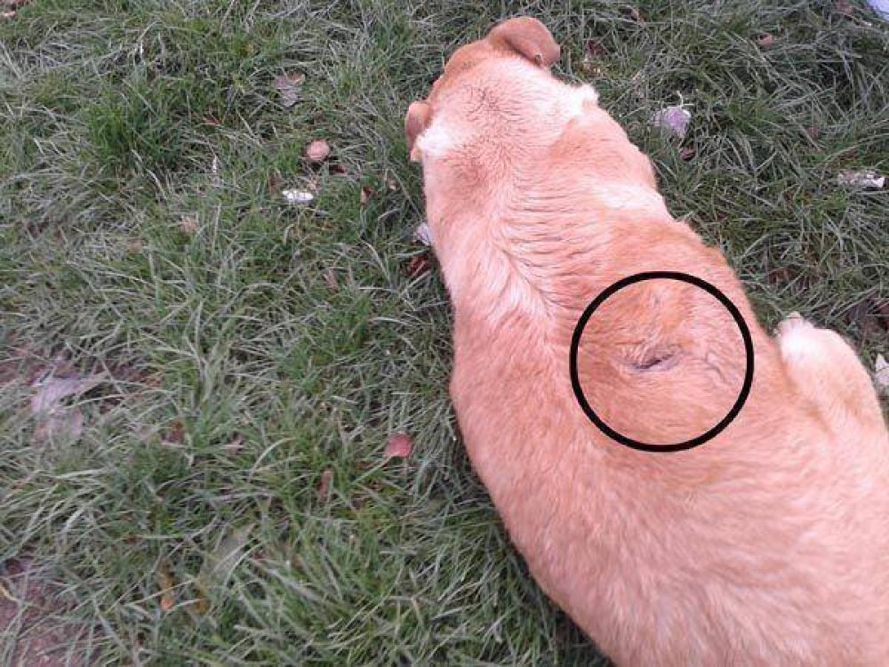 Denuncian que existe vecino violento que mata perros