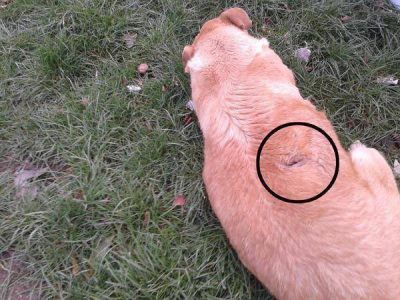 Denuncian que existe vecino violento que mata perros