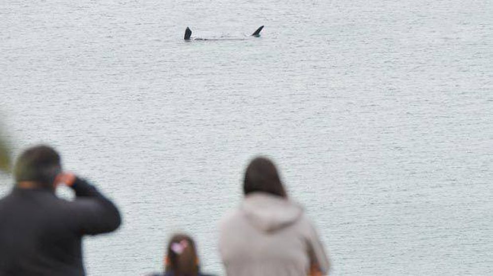 Dos ballenas en la costanera