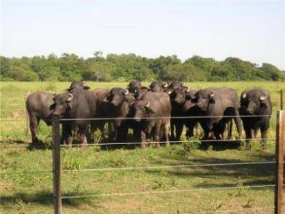Entrega de b�falos a peque�os productores 