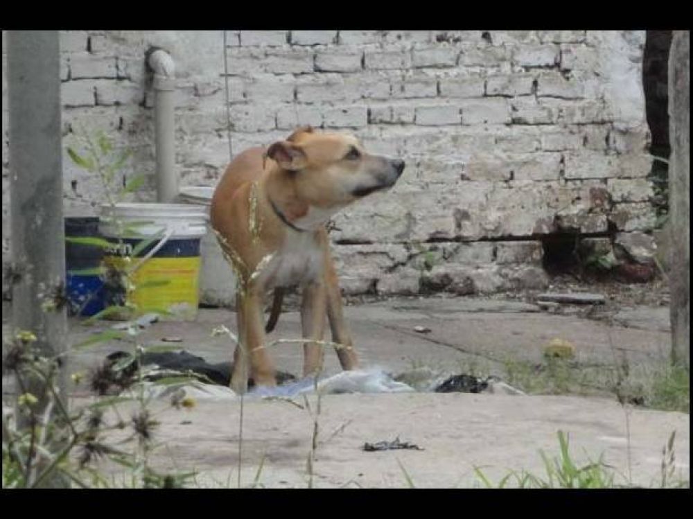 Denuncian un nuevo caso de crueldad contra un perrito en Paran�