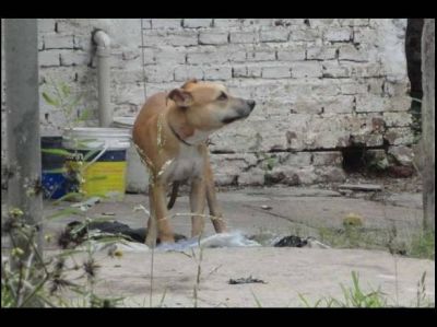 Denuncian un nuevo caso de crueldad contra un perrito en Paran�