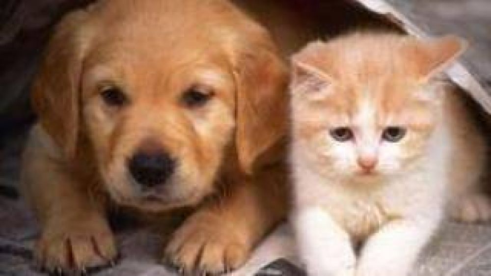 Organizan jornada sobre la tenencia responsable de mascotas