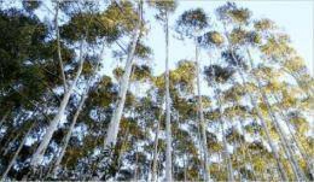 La Provincia destinar� 25 millones de pesos a la producci�n forestal