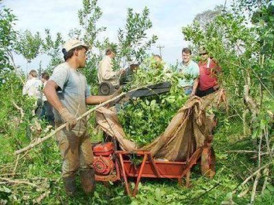 Yerba: advierten que con m�s representantes, Corrientes podr�a �manejar los precios a voluntad� 