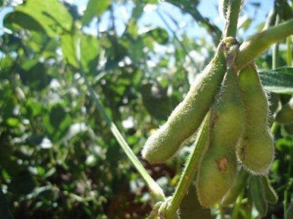Compradores chinos cancelaron toneladas de cargamentos de soja