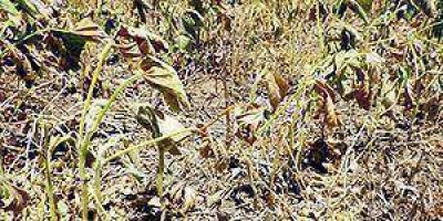 Ven como un hecho positivo la declaraci�n de la Emergencia Agropecuaria