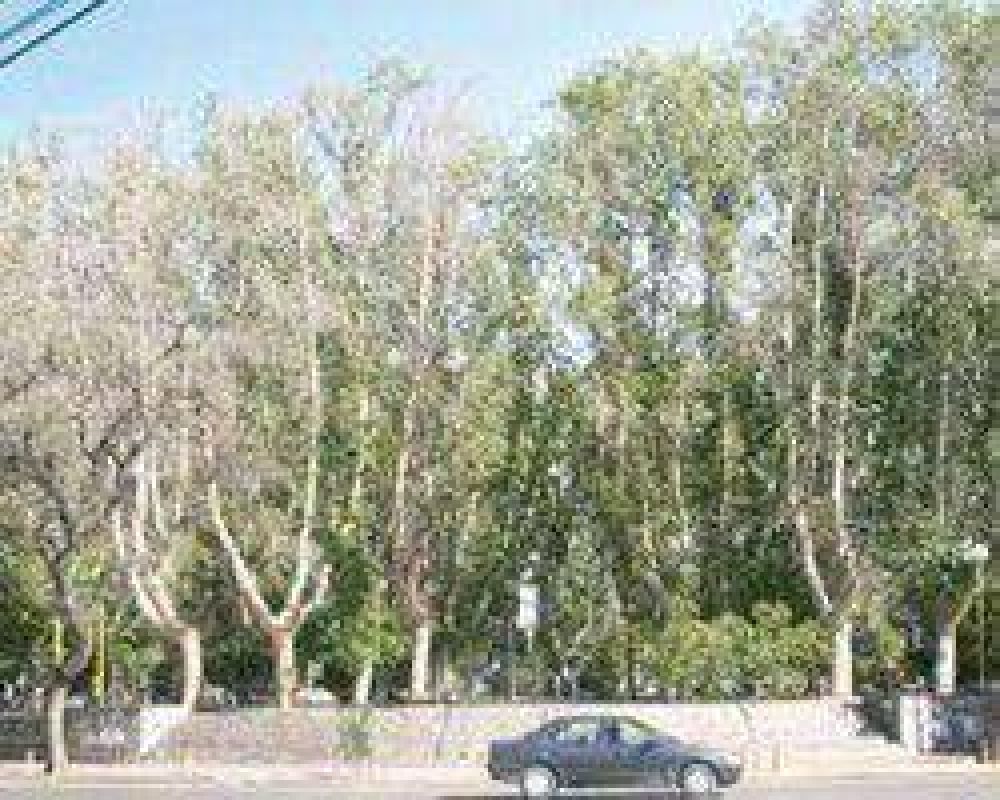 Quieren instalar una red de riego para �rboles y plazas