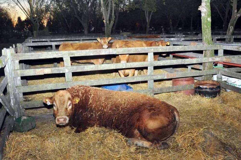 La Naci�n Ganadera se prepara para recibir al p�blico