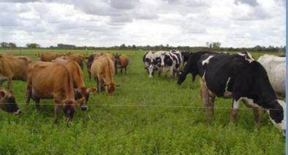 Una leche a la medida de la industria quesera