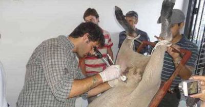 Facultad de Pico apadrina agrot�cnica de C�rdoba