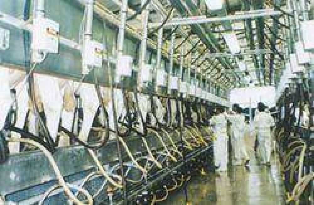 Argentina: Sigue la controversia entre tamberos y el Gobierno por la producci�n l�ctea