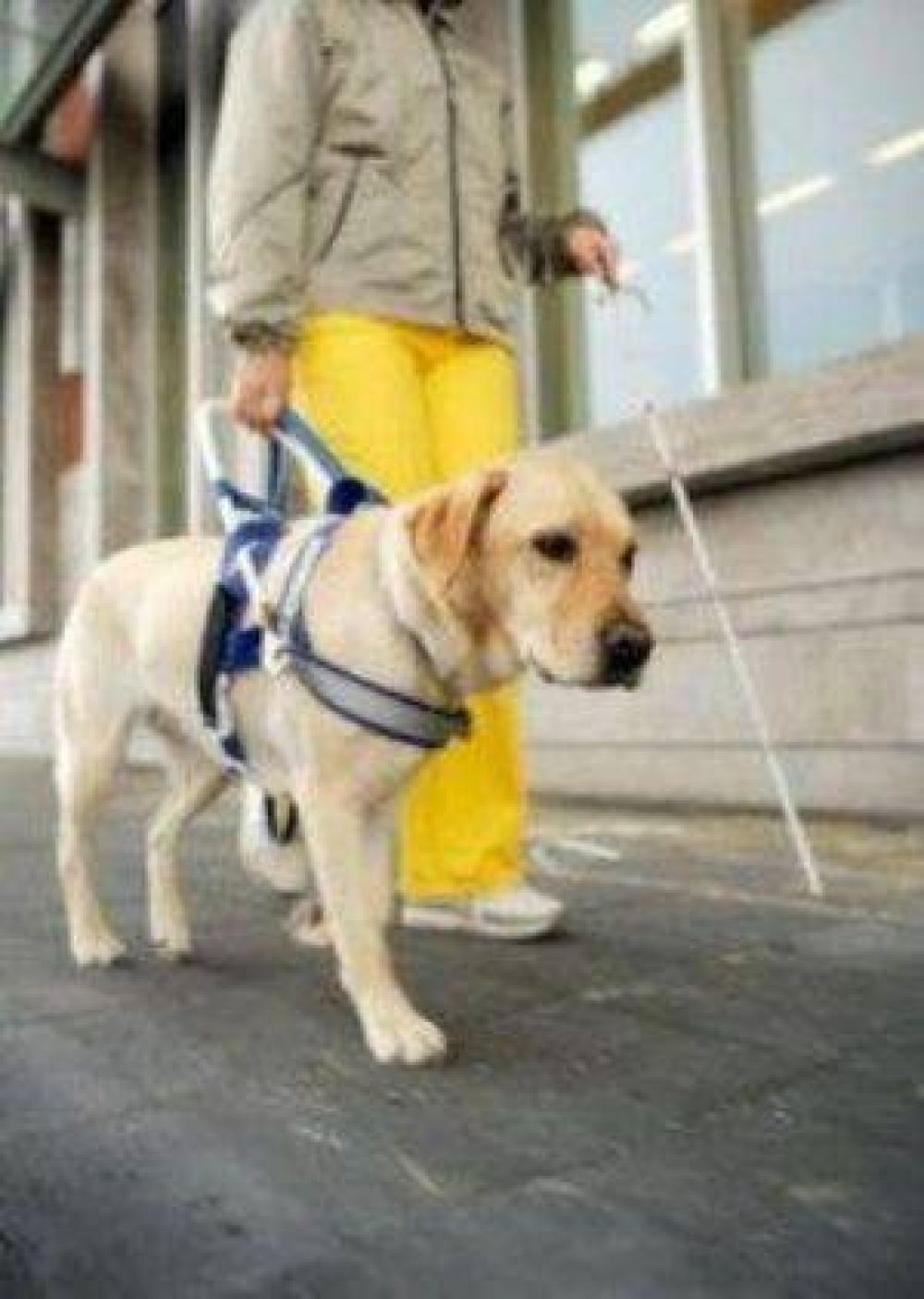 Por ley, no videntes podr�n circular con perros gu�a