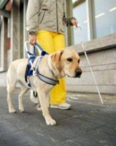 Por ley, no videntes podr�n circular con perros gu�a