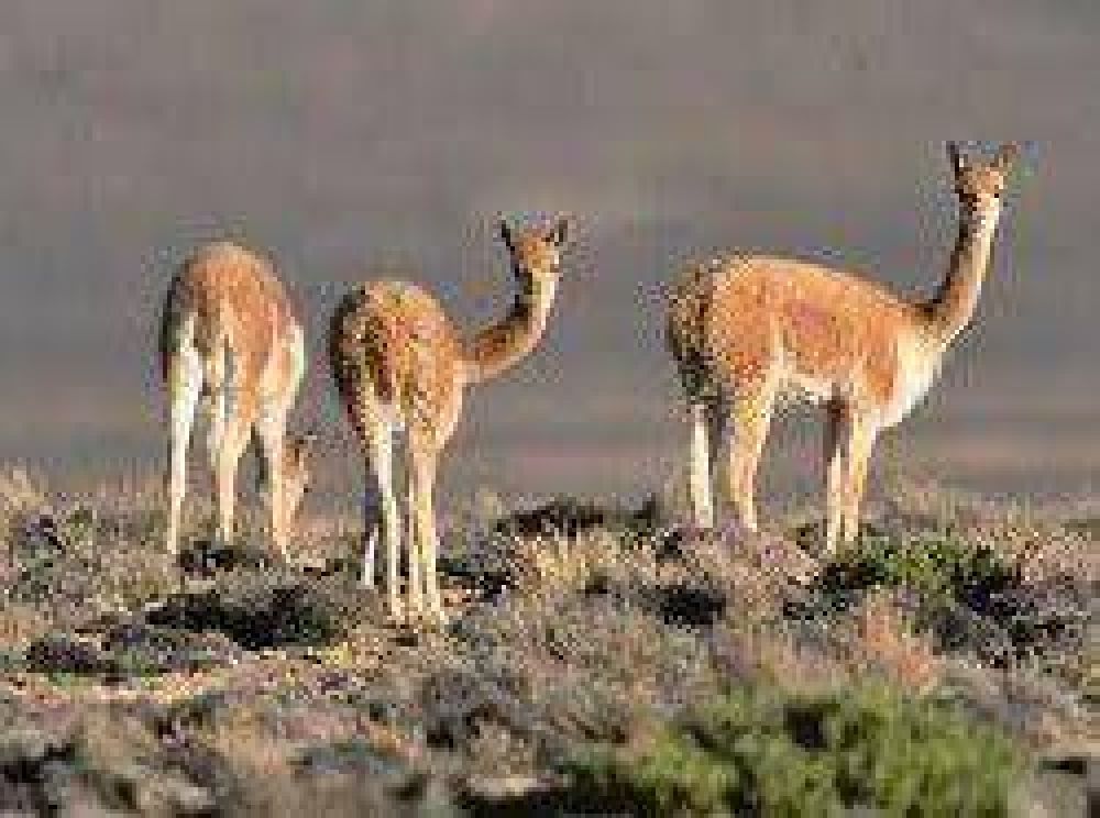 San Guillermo: presentaron un plan de manejo de la reserva