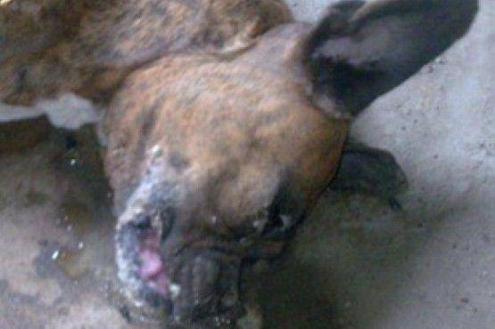 Feroz envenenamiento de perros en Puerto Deseado