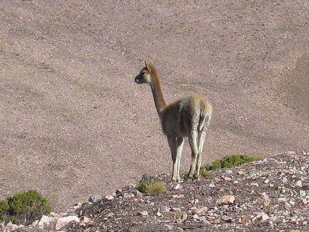La biodiversidad es considerada capital natural para el desarrollo