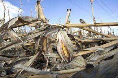 El Senado aprob� iniciativa para que se declare a Jujuy y Salta zona de desastre agropecuario