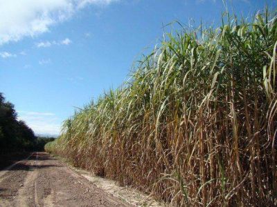 El martes se iniciar�n paritarias azucareras