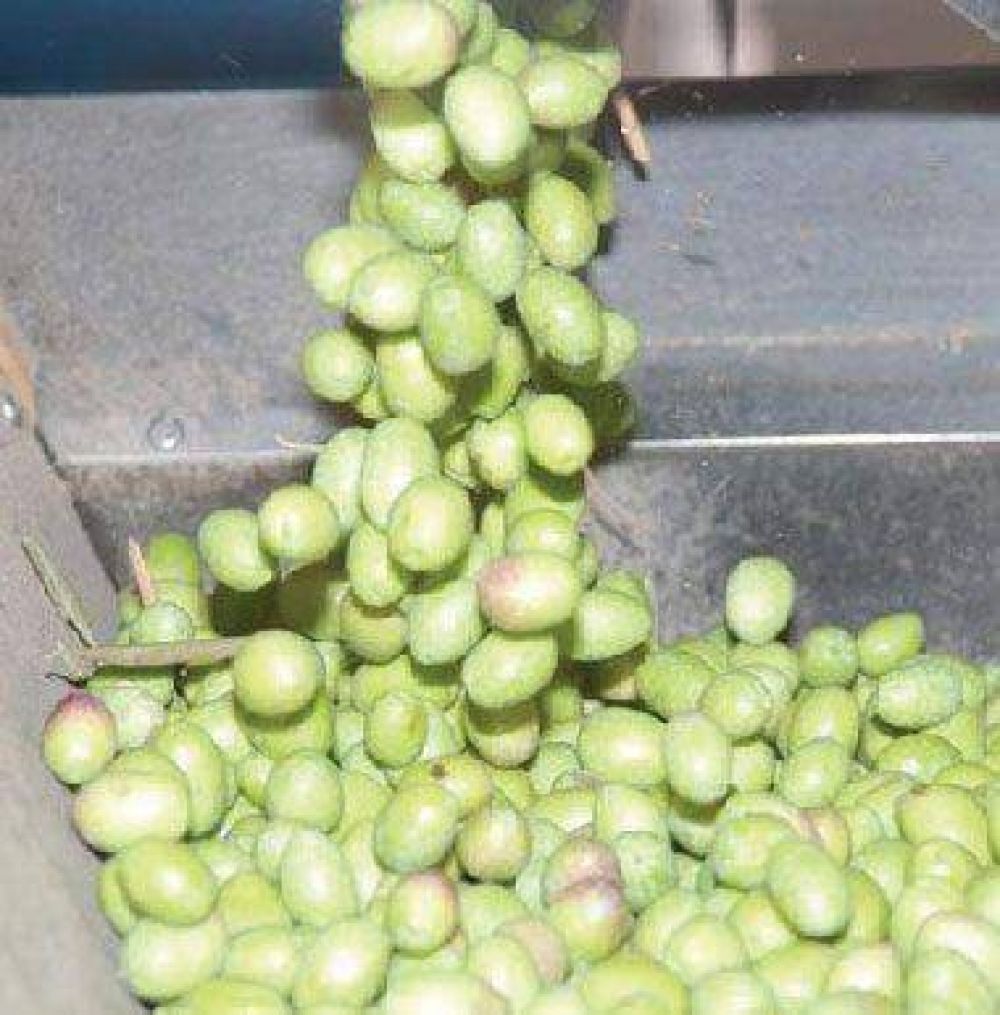 Aceituna: la cosecha es lenta pero de buenos vol�menes