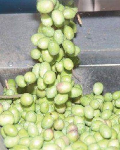 Aceituna: la cosecha es lenta pero de buenos vol�menes