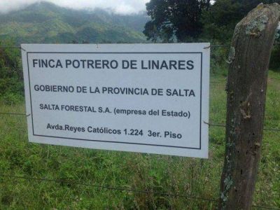 Salta Forestal maneja tierras sin normas que la autoricen
