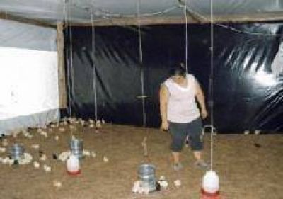 Avicultores instalaron galpones pl�sticos que les permiten producir hasta dos mil pollos por mes
