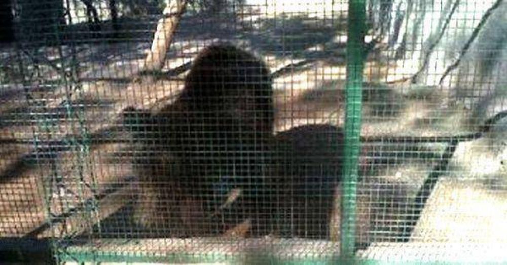 Nena habr�a sido mordida por un oso en el Zool�gico municipal