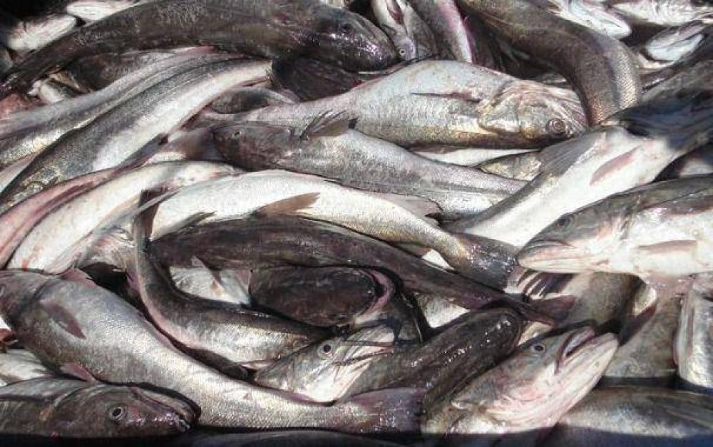 El "Pescado para Todos" sigue recorriendo Mar del Plata