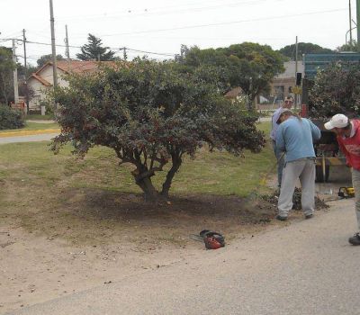 Se inici� la poda en Sierra de la Ventana