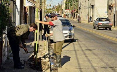 Plantar�n un millar de �rboles en la avenida Sobremonte sanfernandina