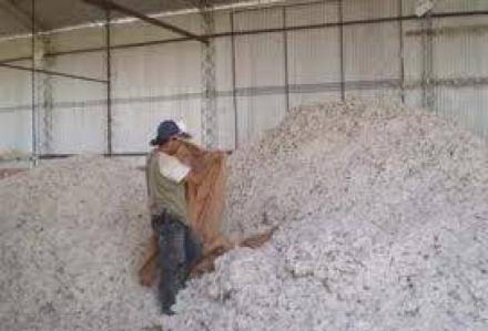 Algodn: Se llevan acopiadas 4.800 toneladas en planchadas oficiales 