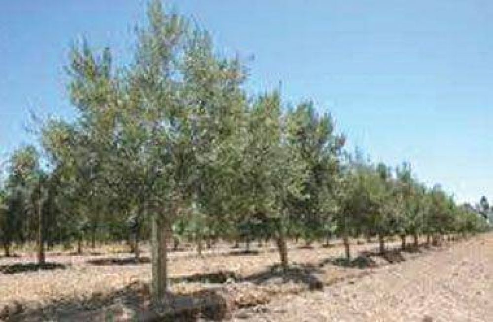 Advierten sobre plagas que afectan a plantas de olivo