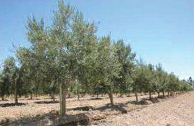 Advierten sobre plagas que afectan a plantas de olivo