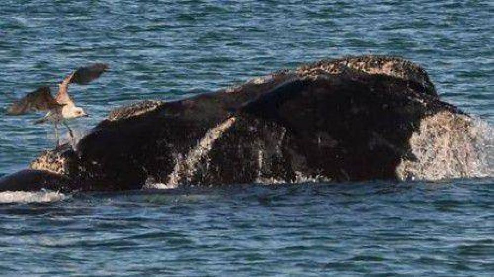 Alarmante informe: muri� un tercio de las ballenas nacidas en la temporada 2012