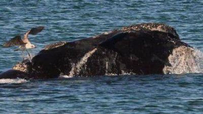 Alarmante informe: muri� un tercio de las ballenas nacidas en la temporada 2012