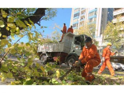 Cortar�n una calle del centro para podar �rboles