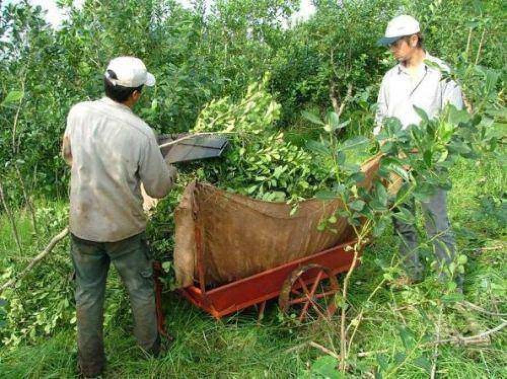 Construir�n viviendas itinerantes para cuadrillas de tareferos 