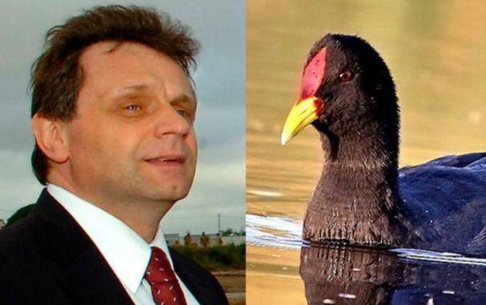 Pulti, a pato o gallareta