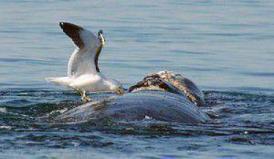 Alarma la muerte de un tercio de las ballenas nacidas en temporada 2012, en Pen�nsula Vald�s