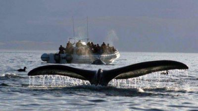 Comienza el lanzamiento federal de la temporada de ballenas