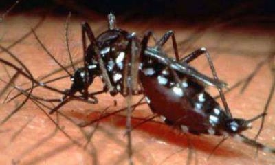 M�s de medio centenar de casos de dengue confirmados