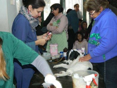 Brindan atenci�n veterinaria gratuita para perros y gatos