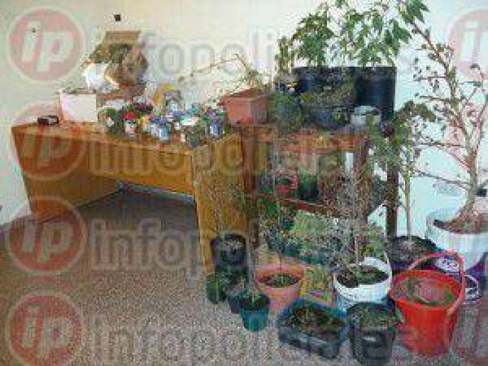 Jard�n de Paz: As� llamaban a una casa que produc�a plantas de marihuana en Berisso