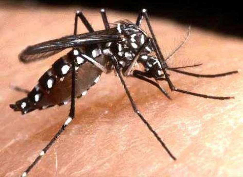 Confirman un caso de leishmaniasis visceral en Bonpland