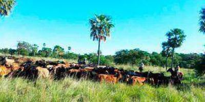 Recuperaron 14 vacunos robados