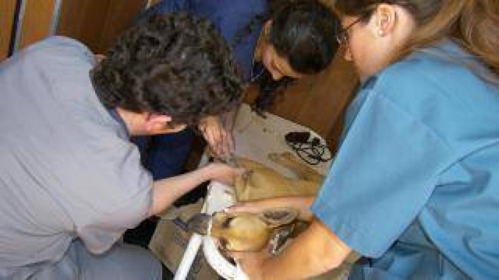 La municipalidad realiz� 1.000 esterilizaciones en forma gratuita