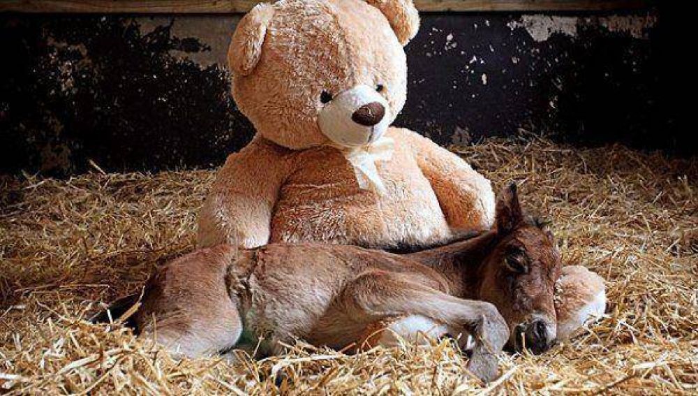 A falta de su mam�, potrillo se consuela con un oso de peluche